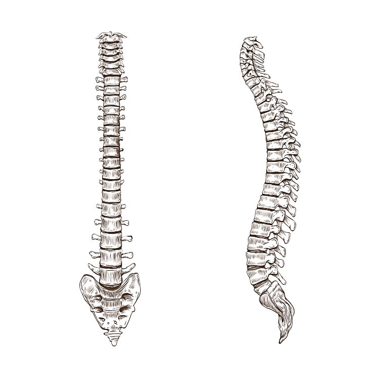 spine diagram
